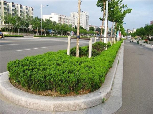 黄锈石光面 黄锈石光面